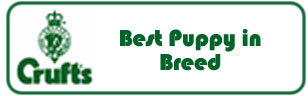 Best Border Collie Puppy in Breed at Crufts 2006