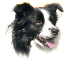 Border Collie Stud Dog Jephanil Puzzler of Troumerle